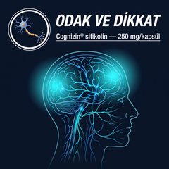 Cognizin sitikolin ve odaklanma mekanizması şeması