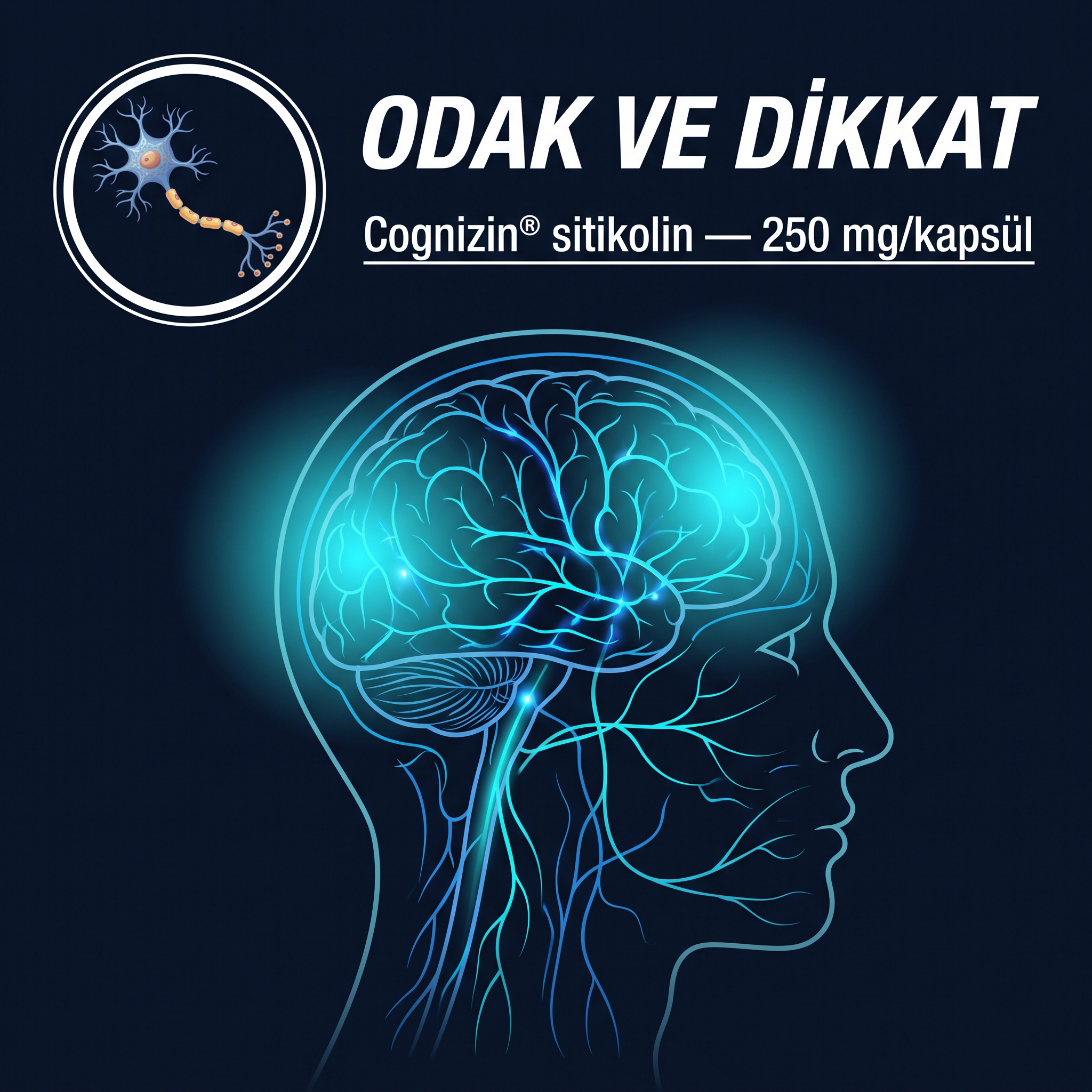 Cognizin sitikolin ve odaklanma mekanizması şeması